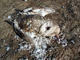В Калининградской области неизвестные вандалы расстреляли шестерых лебедей