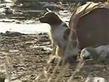 На фоне страшной трагедии в Японии местные журналисты отсняли и разместили в интернете видео о трогательном поведении собаки, которая осталась после цунами без хозяев и преданно охраняет на руинах своего раненого друга