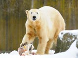 "Звезда" Берлинского зоопарка белый медведь Кнут умер от эпилепсии