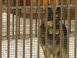 СМИ поспешили: покусанный овчаркой в Электростали младенец выжил СМИ поспешили: покусанный овчаркой в Электростали младенец выжил