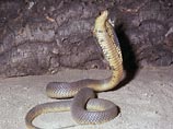 В зоопарке нью-йоркского округа Бронкс из террариума сбежала ядовитая египетская кобра. После этого зоопарк пришлось частично закрыть для посещений
