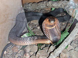 Опасная египетская кобра, сбежавшая из свой клетки в зоопарке Бронкса (Нью-Йорк, США), нашлась в четверг всего в 60 метрах от своего "места жительства"
