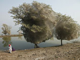 Жители пакистанской провинции Синд, что на юго-востоке страны, любуются невиданным зрелищем: многочисленные пауки так густо покрыли придорожные деревья своей паутиной, что их еле видно под скопищем нитей