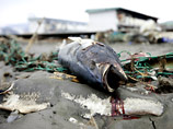 Россия расширила список японских предприятий, с которых запрещены поставки рыбы и морепродуктов