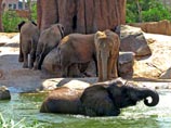 По рекомендации специалистов в 2006 году слоны были переданы на временное содержание в зоопарк Валенсии