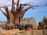 Московский зоопарк сбывает слонов в Испанию - денег на них нет
