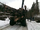 В Химкинском лесу незаконно вырубают деревья, заявляют его защитники В Химкинском лесу незаконно вырубают деревья, заявляют его защитники