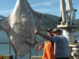 Власти США не опасаются радиоактивного заражения рыбы, выловленной в районе Аляски Власти США не опасаются радиоактивного заражения рыбы, выловленной в районе Аляски