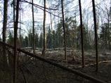 Вырубка Химкинского леса в районе Вашутино, 16 апреля 2011 года