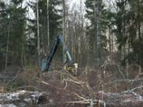 Рядом со строящейся трассой Москва-Петербург вырубили березовую рощу Рядом со строящейся трассой Москва-Петербург вырубили березовую рощу