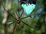 В Китае в залежах вулканического пепла найден гигантский паук (ФОТО) В Китае в залежах вулканического пепла найден гигантский паук (ФОТО)
