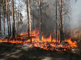 Площадь лесных пожаров в Сибири за сутки увеличилась почти в пять раз