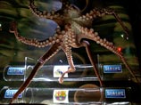 Тихоокеанский осьминог предсказал исход дерби "эль-классико"