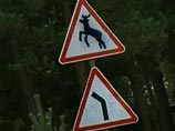 Лось спровоцировал крупное ДТП в Подмосковье - шестеро погибших Лось спровоцировал крупное ДТП в Подмосковье - шестеро погибших