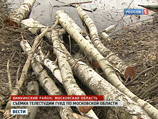 Защитники Химкинского леса сообщили о новых вырубках в районе "Шереметьево"