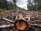 Экозащитники требуют от Медведева уволить руководство ГУВД Подмосковья за "беспредел" в Химкинском лесу Экозащитники требуют от Медведева уволить руководство ГУВД Подмосковья за "беспредел" в Химкинском лесу