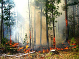 В Приамурье арестован украинец, по вине которого сгорело 100 га леса