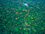 Конголезская впадина - второй по площади массив джунглей после бассейна Амазонки. К 2040 году до двух третей уникальной флоры и фауны, по данным ООН, будет утрачено в случае непринятия эффективных мер по их защите