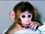 Американские ученые создали экспериментальную вакцину, которая впервые дала возможность полностью очистить кровь подопытных обезьян от вируса, вызывающего заболевание, сходное со СПИДом