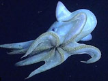 Танцы глубоководных осьминогов засняли на двухкилометровой глубине американские ученые (ВИДЕО)