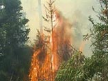 На территории Сибирского федерального округа действуют 78 очагов лесных пожаров на общей площади 923,3 га, из них локализовано 28 на площади 434,4 га