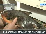 В Ростовской области поймана гигантская пиранья весом более 2 кг