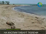 В прикаспийской Мангистауской области Казахстана в районе водозащитной дамбы месторождения Каламкас обнаружены 48 мертвых тюленей
