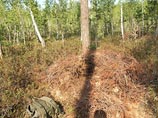 В заповеднике "Брянский лес" обнаружили странную берлогу медведя - она построена в форме шалаша из веток багульника