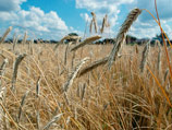 Трехгодичного максимума могут достичь цены на пшеницу, даже несмотря на объявленное снятие запрета на экспорт зерна из России