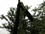 Большое дерево упало на оренбургских школьников: один погиб, двое в больнице