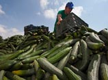 Россия запретила ввоз свежих овощей из всех стран Евросоюза
