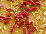 Ученые из университетской клиники Гамбурга совместно с китайскими коллегами расшифровали геном этого штамма бактерии и пояснили, что она представляет собой многоклеточный организм, совмещающий в себе свойства двух возбудителей болезни