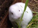 Японец из окрестностей "Фукусимы" показал на ВИДЕО безухого кролика-мутанта