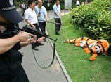 В китайском зоопарке устроили показательную охоту на сбежавшего "плюшевого тигра" (ФОТО)