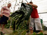 Смертельный штамм E.coli - Испания требует от Германии выплат за компрометацию своих овощей