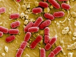 Россия оказалась права, не доверяя Европе: источник опасной бактерии-мутанта так и не нашли
