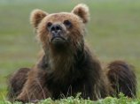 На Камчатке медвежонок сбежал из зоопарка На Камчатке медвежонок сбежал из зоопарка