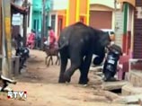К человеческим жертвам привел приступ слоновьего гнева в Индии: сразу два диких слона ворвались в город Майсур, что в штате Карнатака на юге страны, и принялись громить его
