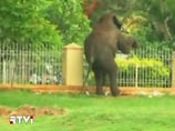 Дикие слоны устроили погром в индийском городе, убив священную корову и человека (ВИДЕО)