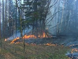 Чиновники решили бороться с лесными пожарами штрафами Чиновники решили бороться с лесными пожарами штрафами