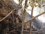 Чиновники решили бороться с лесными пожарами  штрафами