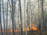 Площадь лесных пожаров в Сибири растет, хотя количество очагов падает 