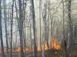 Площадь лесных пожаров в Сибири растет, хотя количество очагов падает Площадь лесных пожаров в Сибири растет, хотя количество очагов падает