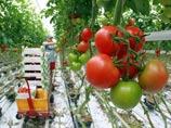 Россия из-за смертоносной кишечной инфекции E.coli запретила ввоз сельхозпродукции из 14 стран Россия из-за смертоносной кишечной инфекции E.coli запретила ввоз сельхозпродукции из 14 стран