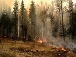 Власти обвиняют "черных лесорубов" в намеренных поджогах лесов. Площадь пожаров растет
