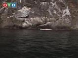 Массовая гибель китов наблюдается возле города Находка в Приморье - только за последний месяц местные жители обнаружили здесь уже троих мертвых животных