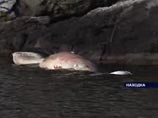 В массовой гибели китов в Приморье заподозрили военных - они плохо влияют на мозг животных (ВИДЕО)