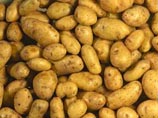 Уральские художники представят картофельную инсталляцию на выставке новых технологий "Иннопром-2011" Уральские художники представят картофельную инсталляцию на выставке новых технологий "Иннопром-2011"