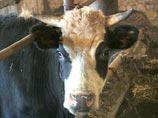 Как подсчитали исследователи, при выращивании мяса выбросы парниковых газов снижаются на 96% по сравнению с выбросами при выращивании скота на обычных животноводческих фермах