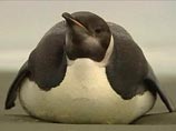 Пингвин покинул Антарктиду и добрался до Новой Зеландии - такого не было 44 года